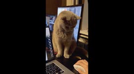 Cat interrupts laptop use in Ukraine