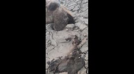 Excavator rescues camel stranded in thick sand in desert in China