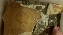 Hundreds of snakes hide in styrofoam boxes to avoid flood water