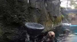 Rescued otters play basketball - with pumpkins