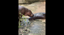 Five more minutes! Moo Deng's parent attempts to wake snoozing pygmy hippo
