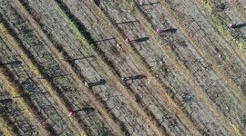 Harvesting