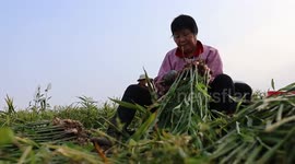 China: Fresh Ginger Harvest in Zaozhuang