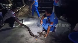 Grandmother calls rescue team to catch cat-eating python