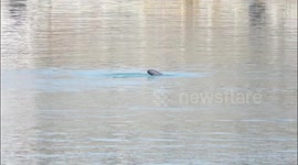 China: World's First Yangtze Finless Porpoise Chase Map