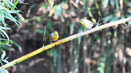 China: Birds Roosting in the Jinfo Mountain in Chongqing
