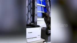 Cat trained to be office assistant - fetching documents from printer