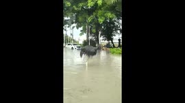 Escaped ostrich runs along road in China
