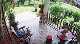Dog knocks over stool, shattering pot in security camera footage