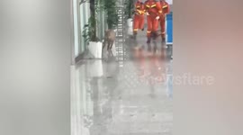 Wild boar smashes glass window in China