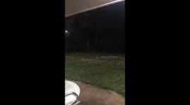 Still open? Large wild elephant wanders into restaurant garden looking for food