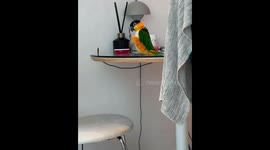 Parrot taps table in Zhejiang, China