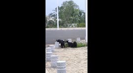 Person imitates sheep, baby sheep rush over in Hainan