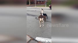US: Firefighters Rescue Three Goats and a Dog Wandering on the Street in Massachusetts