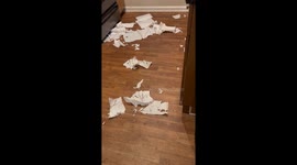 Cat scatters and plays with torn paper towels in Charlotte kitchen