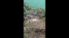 Hundreds of snakes piled up on a tree