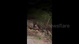 India: A leopard hunted a goat and tried to jump over the wall by holding it in its jaws