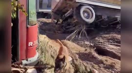 Spain: Trained Dogs and Aerial Units Scour Flood-Ravaged Chiva for Missing Persons