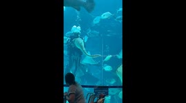 Clingy Shark spotted in Cebu Ocean Park during my Holiday Vacation!