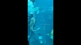 Clingy Shark spotted in Cebu Ocean Park during mg Holiday Vacation!