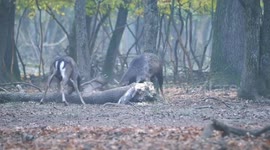 Two stags battle each other with their antlers during deer mating season