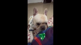 Loyal dog fetches medicine and water for owner who was feeling ill