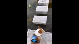 Corgi falls from stepping stones because of his short legs