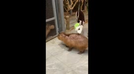 Alpaca enjoys chewing on capybara's hair in Jiangsu