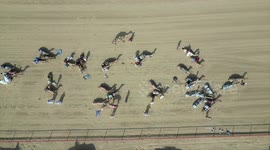 Over 500 camels participate in new season of camel race in Kuwait