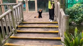 Red panda alternates between defensive and friendly behavior in Anhui