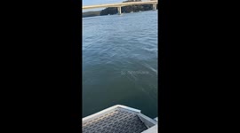 Kangaroo Jumps Off the Pier
