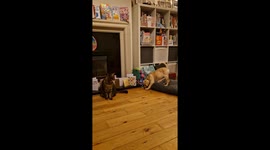 Cat helps to train 10 week old labrador puppy to behave