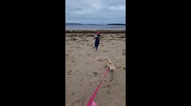 10 week old labrador puppy loving life