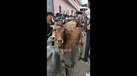 Cow-worshipping locals let themselves get trampled for religious festival