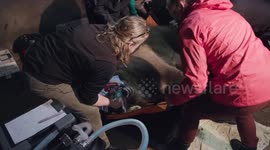Grizzly bear stays calm while having a health check-up in Washington
