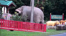 Hungry wild elephant steals food offerings from Buddhist shrine
