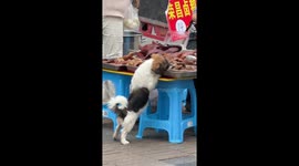 Pilfering puppy steals meat from market stall