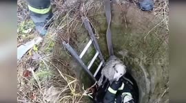 Firemen save two dogs stranded in well in Russia