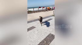 Holidaymaker saved street dog in Morocco - and splashed £3k bringing her back to UK