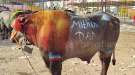 Traditional buffalo fight celebrated in central India on the second day of Diwali
