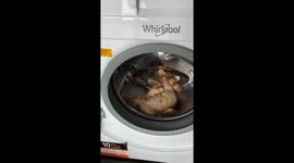 Cat found sleeping in washing machine in Lviv
