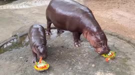 Baby hippo Moo Deng predicts a Donald Trump US election victory