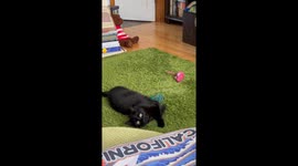 My cat being really cute and staring at humans.