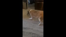 Dog holding toy over his eyes can't figure out why he can't see