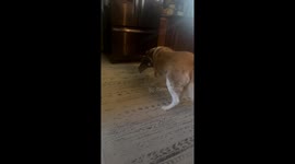 Part 2 - Nash regains his sight thanks to mom. He doesn't hold a grudge and still love his stuffy Ellie!