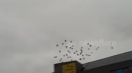 Small flock of birds put on an evening flight display over pub beer garden in Chester