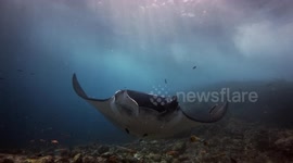 Manta Ray (Manta alfredi; 4 m). Lankoi, Komodo National Park, Indonesia, 08/12/24,