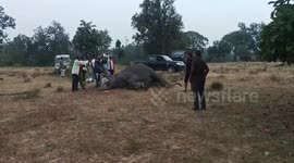 Seven elephants mysteriously found dead inside tiger reserve in India