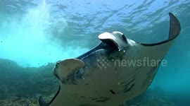 Manta Ray (Manta alfredi; 4 m).  Lankoi, Komodo National Park, Indonesia, 08/12/24.