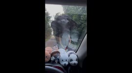 Angry wild elephant smashes car windscreen with giant tusks